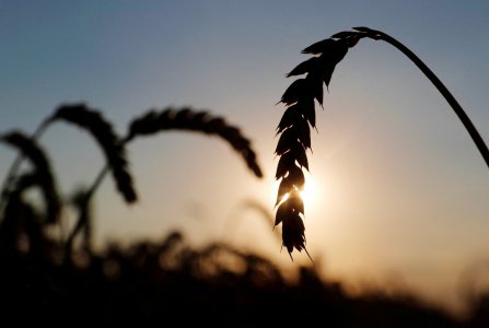 俄烏戰(zhàn)爭可能影響烏克蘭糧食出口