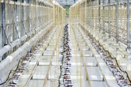 英國(guó)黃瓜危機(jī)：能源價(jià)格飆升使英國(guó)種植溫室空置