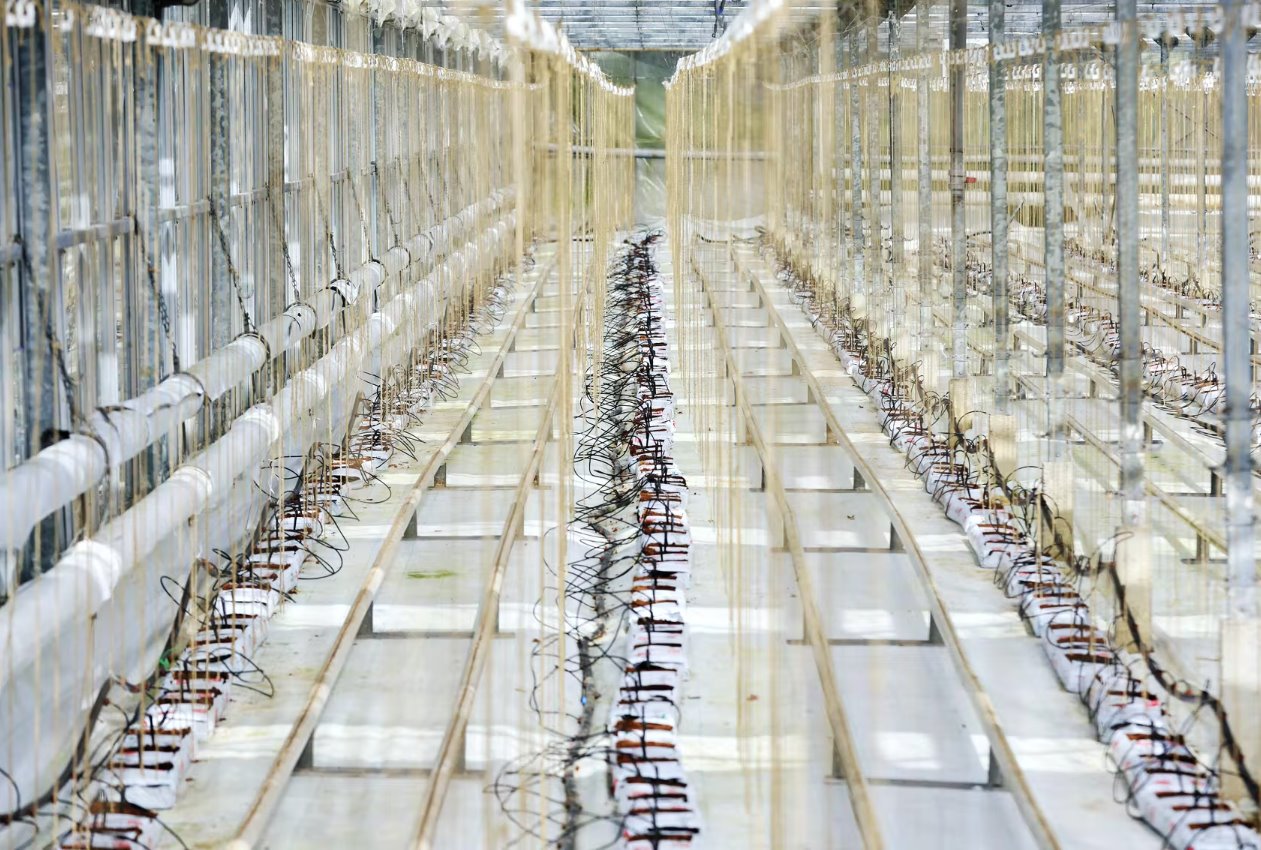 英國黃瓜危機(jī)：能源價格飆升使英國種植溫室空置