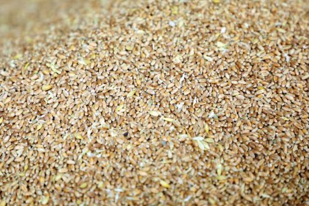 歐盟計劃在北非和巴爾干地區(qū)通過糧食外交對抗俄羅