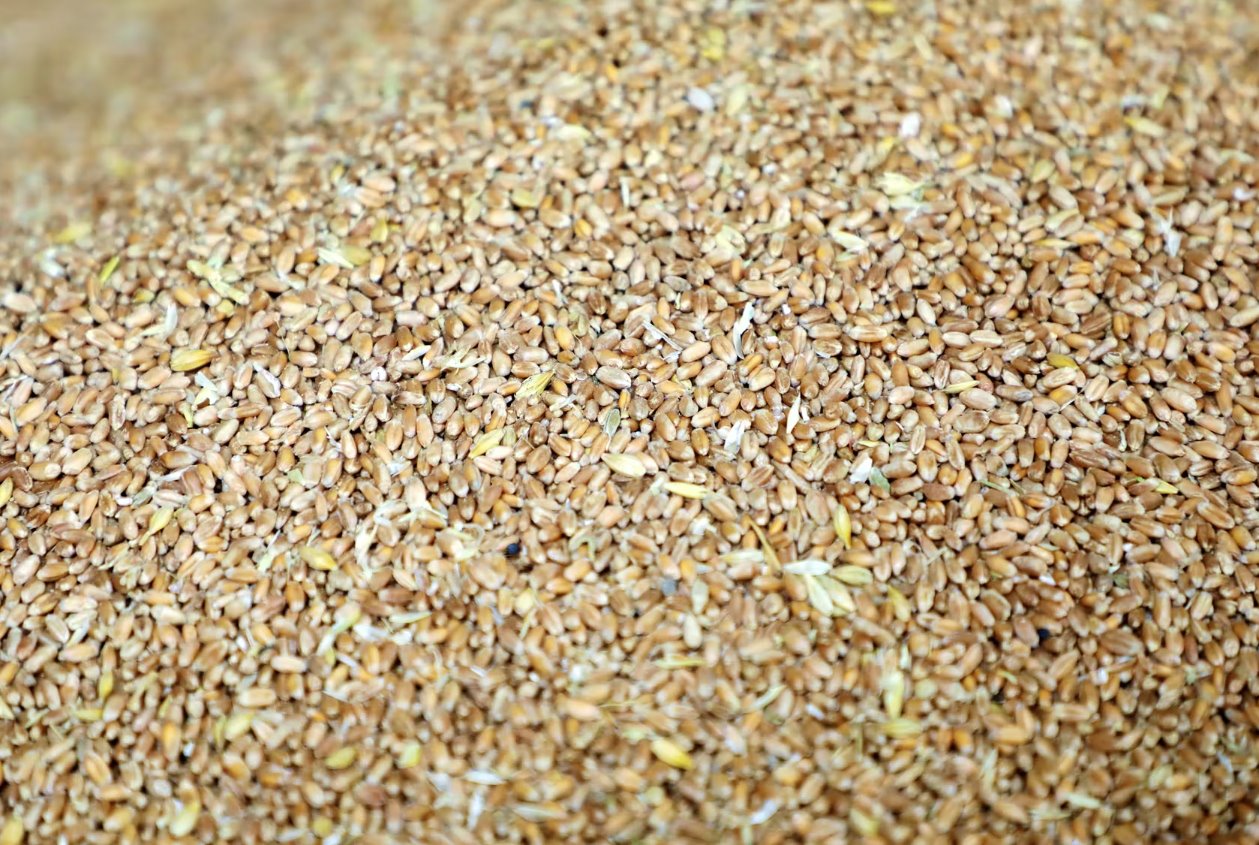 歐盟計劃在北非和巴爾干地區(qū)通過糧食外交對抗俄羅斯