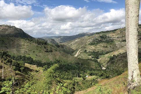 美國資助的樹木“不太可能在海地生存”