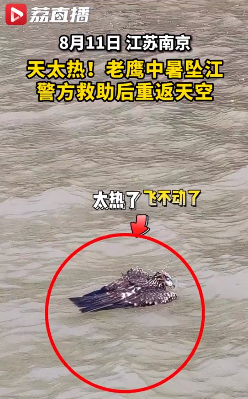 一只老鷹在南京中暑墜江