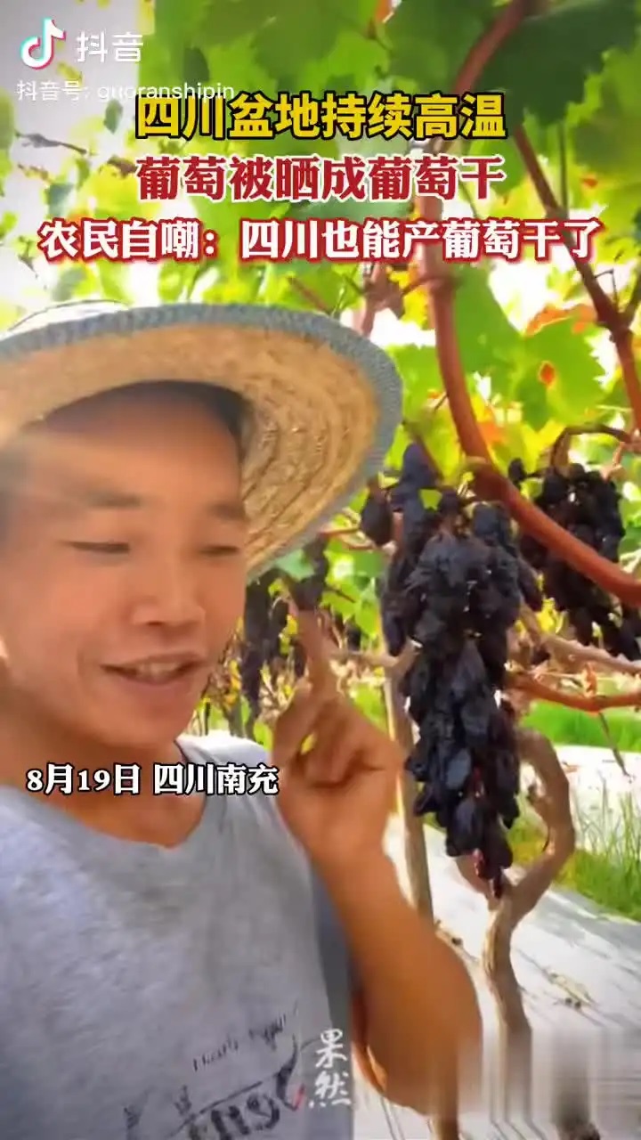四川的葡萄被曬成葡萄干