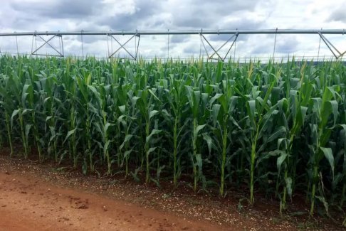 博爾索納羅盟友表示巴西農(nóng)業(yè)部門可以適應盧拉的勝