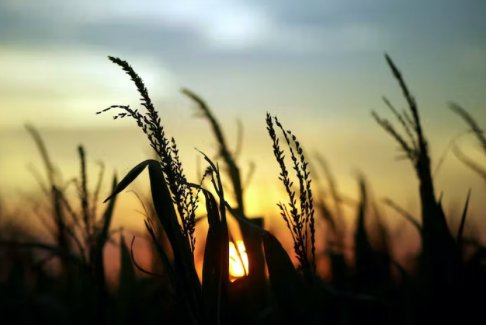 COP27：農(nóng)場氣候創(chuàng)新承諾翻倍至80億美元