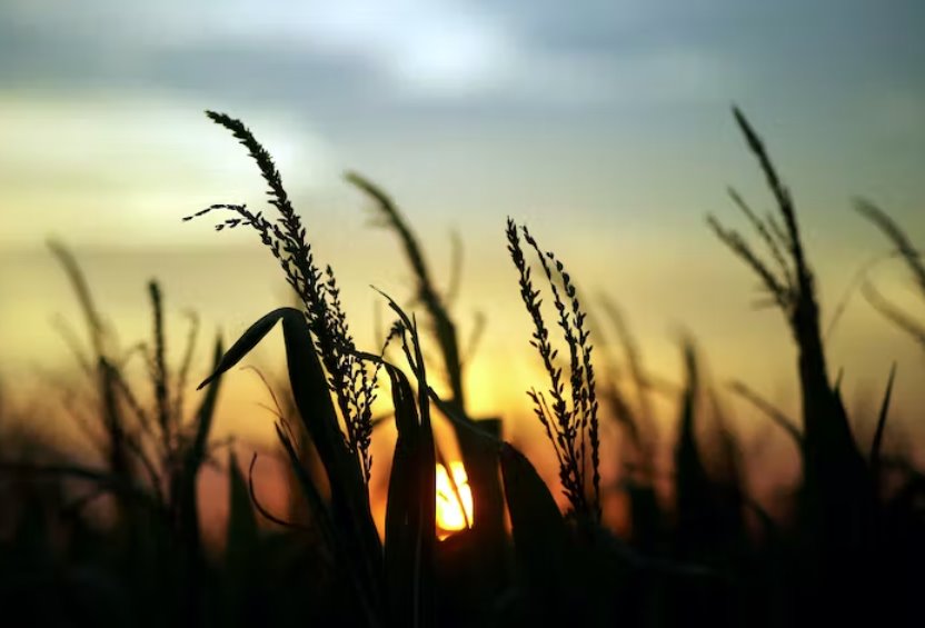 COP27：農(nóng)場(chǎng)氣候創(chuàng)新承諾翻倍至80億美元