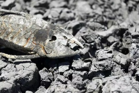 阿根廷遭遇幾十年來最嚴重干旱