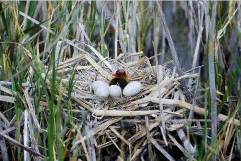 保護生物多樣性的資金微乎其微