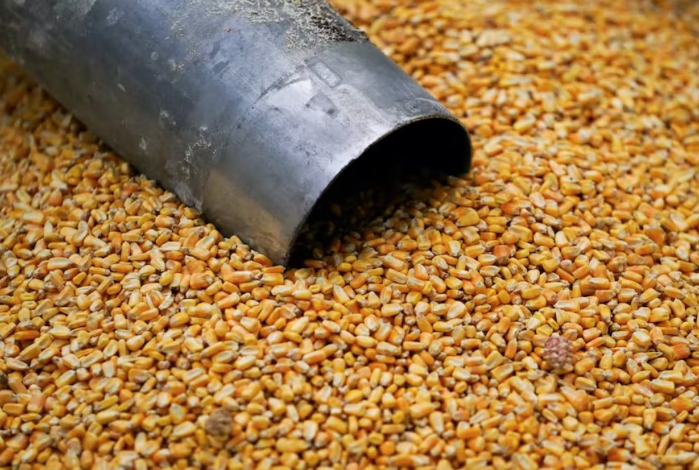 墨西哥表示將與美國(guó)就轉(zhuǎn)基因玉米達(dá)成協(xié)議