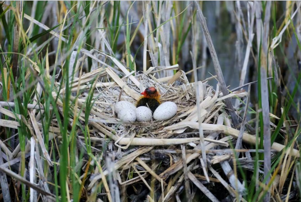 保護(hù)生物多樣性的資金微乎其微