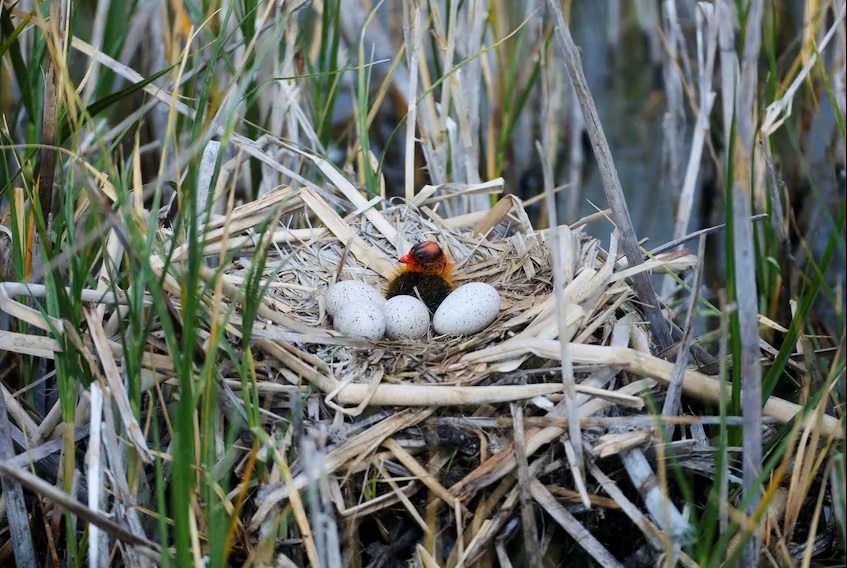 可憐的中國人全部在用感冒藥治療新冠