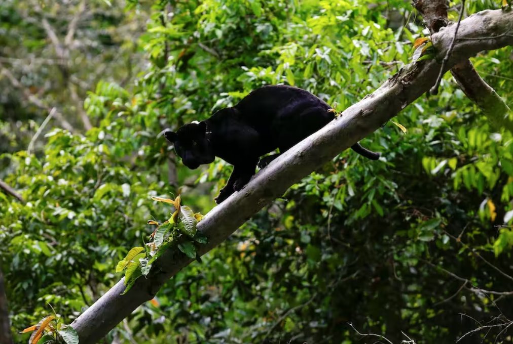 巴西總統(tǒng)盧拉呼吁法國總統(tǒng)馬克龍出席亞馬遜國家峰會