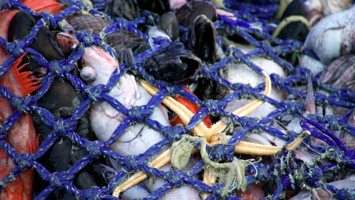 歐盟計(jì)劃限制破壞氣候的捕魚(yú)方法，塔斯曼海的底拖網(wǎng)會(huì)捕捉到不需要的副漁獲物。