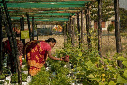 水上農(nóng)場正在改變印度水道上的生活