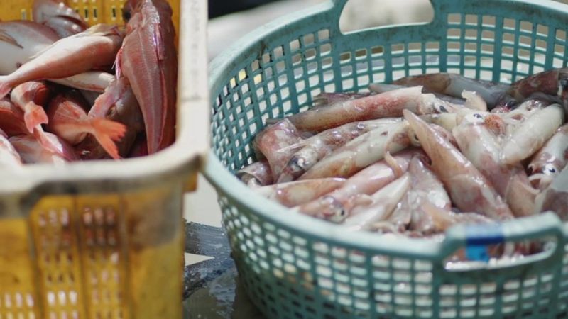 福島縣某漁港剛卸下的漁獲，福島縣漁民擔憂排放核廢水將延展地方漁業(yè)所遭受的污名。