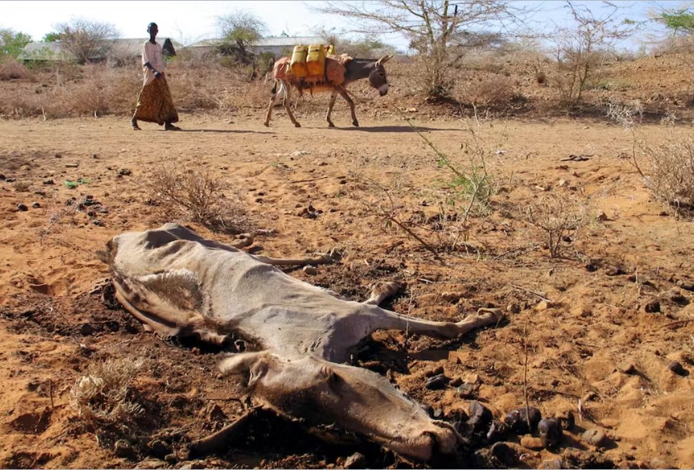 歐盟執(zhí)行官表示暫停對(duì)索馬里的援助付款