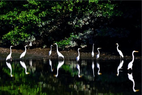 報告稱亞馬遜雨林破壞今年迄今急劇放緩