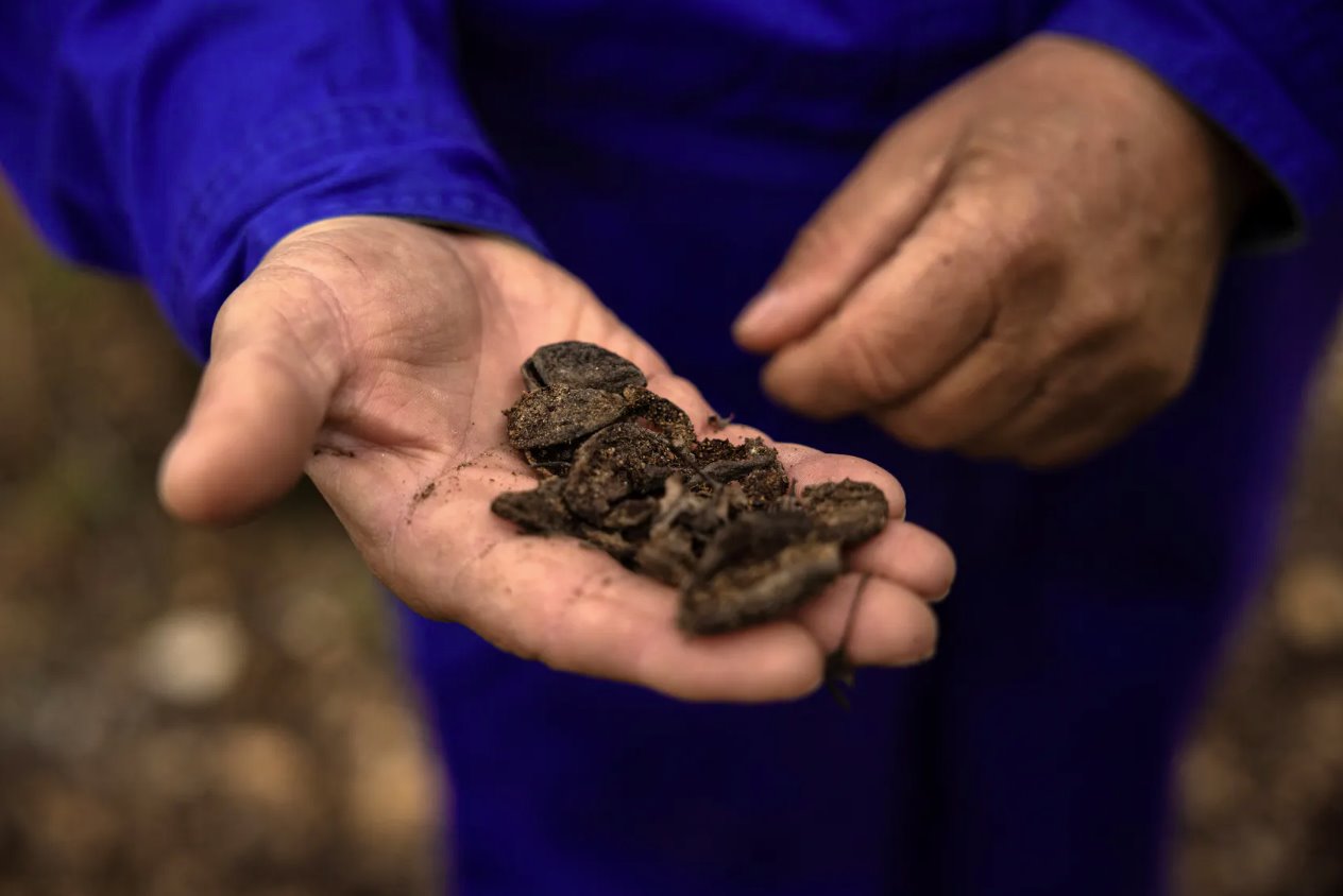 2024年2月18日，希臘卡納利亞村，57歲的農(nóng)民巴比斯&middot;埃萬(wàn)杰利諾斯(BabisEvangelinos)手里拿著去年9月極端洪水后被毀壞的杏仁殼。