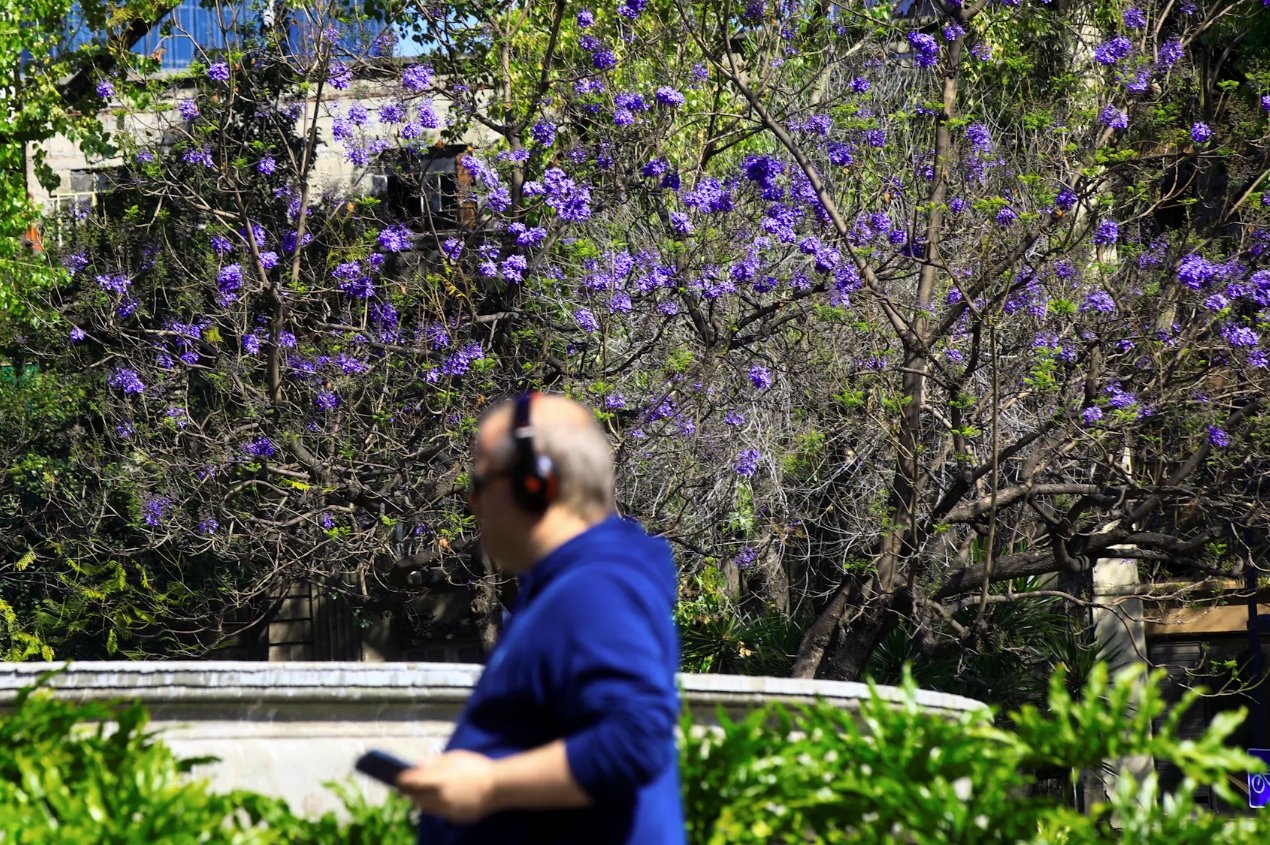 2024年2月19日，一名男子穿過墨西哥城西貝萊斯廣場時(shí)經(jīng)過一棵藍(lán)花楹樹。