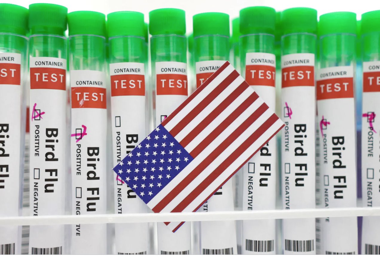 在這張2023年1月14日的插圖中可以看到標有&ldquo;禽流感&rdquo;的試管和一張美國國旗顏色的紙。