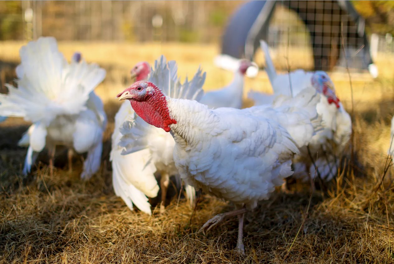 北卡羅來納州維克森林市朱莉&middot;高蒂爾(JulieGauthier)農(nóng)場的一群貝爾茨維爾小白火雞