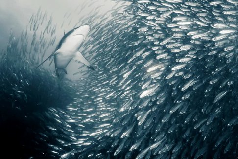 南非的沙丁魚(yú)洄游正在發(fā)生變化