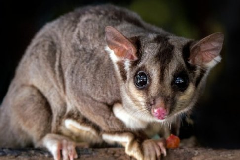 女子攜帶寵物蜜袋鼯飛機(jī)上逃脫導(dǎo)致航班延誤被拘留
