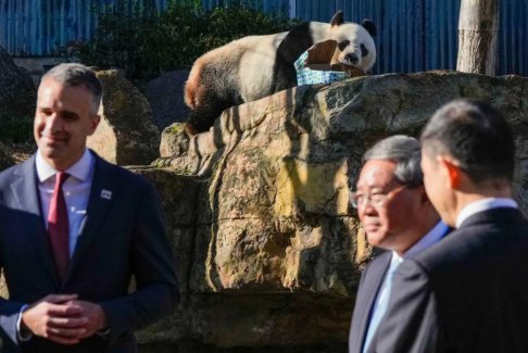 隨著中國與澳大利亞關系解凍 贈送2頭大熊貓
