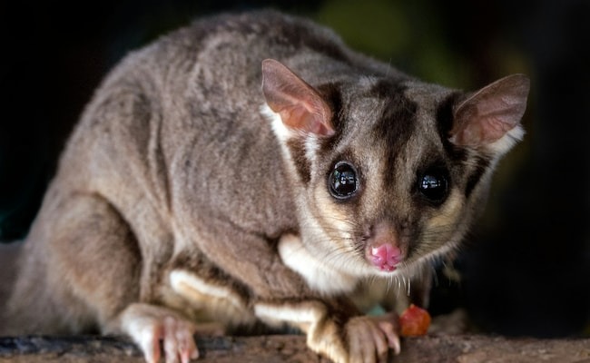 蜜袋鼯最終被抓獲，寵物主人也因違反規(guī)定被捕。