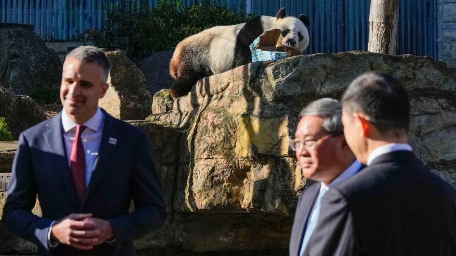 2024年6月16日，澳大利亞阿德萊德，我總理參觀阿德萊德動物園，熊貓旺旺在場。