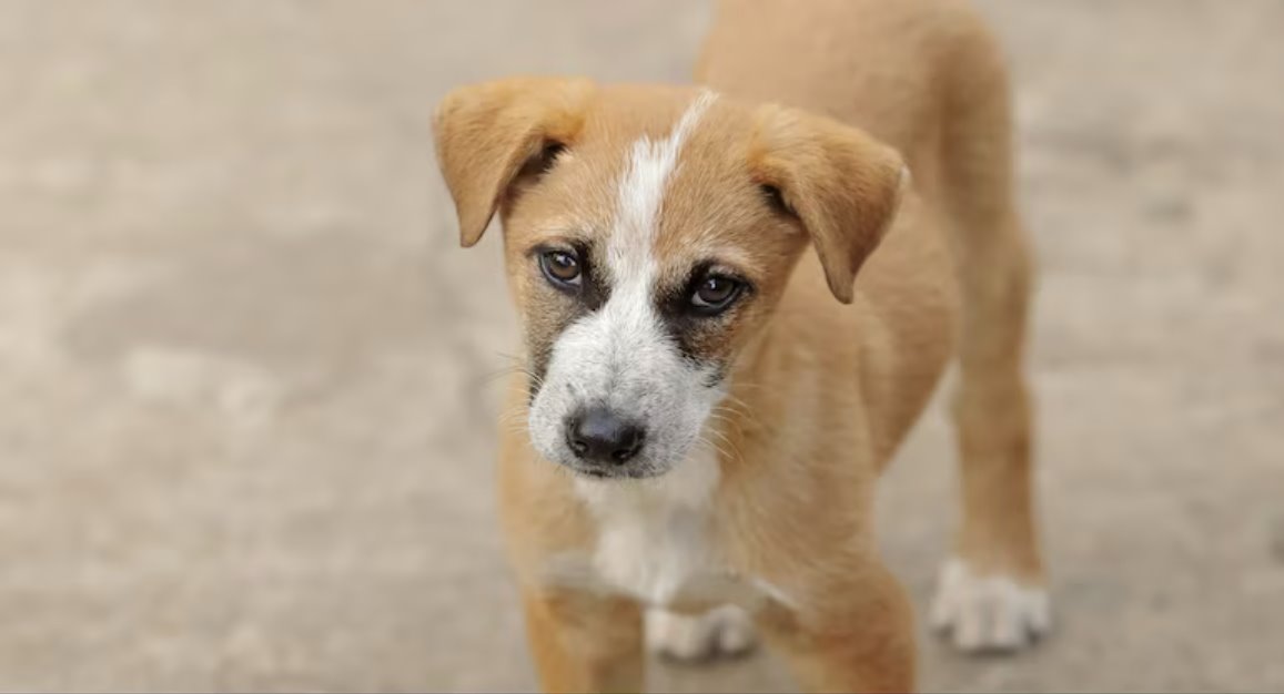 這就是為什么Netflix 的《卡拉梅洛》于 10 月拍攝，其中有一個(gè)場(chǎng)景是一只米色小狗坐在圣保羅的河邊。