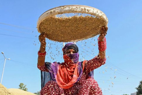特朗普希望印度購(gòu)買美國(guó)玉米