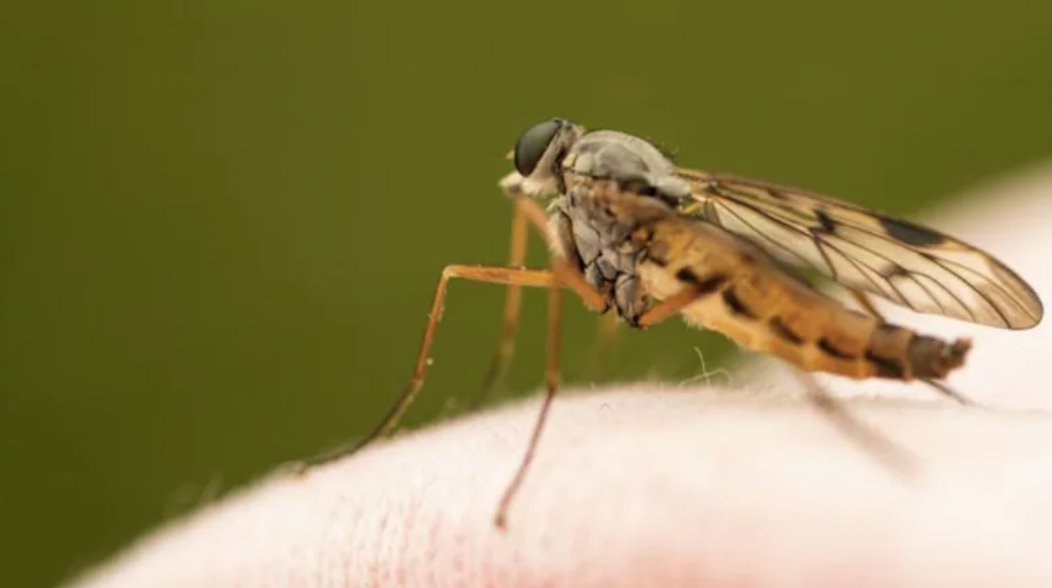 9歲澳大利亞女孩抓撓蚊蟲(chóng)叮咬處后感染罕見(jiàn)病毒。