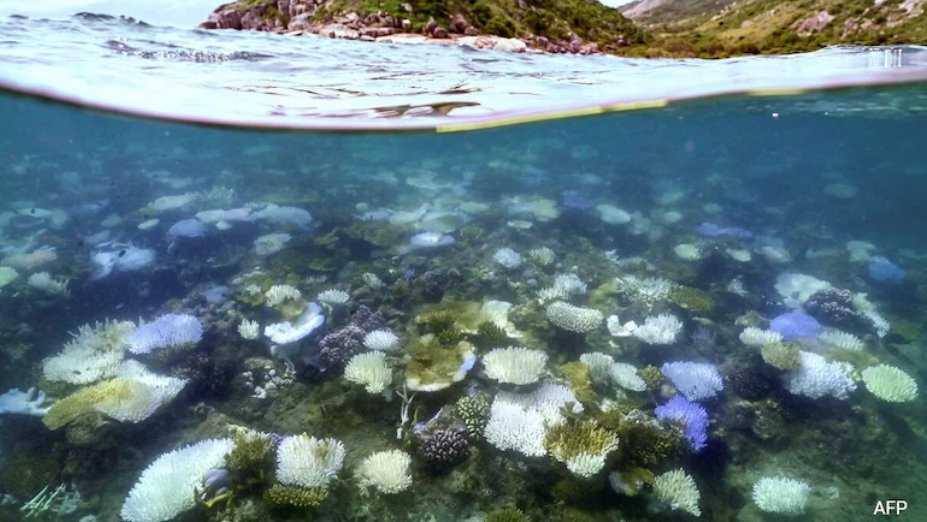 澳大利亞寧格魯礁曾是珍寶，如今卻面臨珊瑚白化危機(jī)