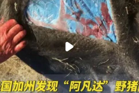 美國加州發(fā)現(xiàn)阿凡達(dá)色野豬肉