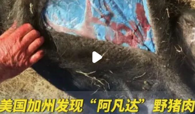 美國加州發(fā)現(xiàn)阿凡達(dá)色野豬肉