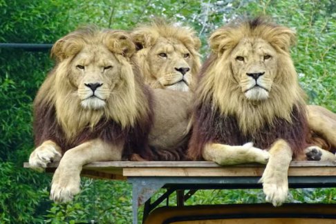 曼谷動(dòng)物園飼養(yǎng)員被咬死