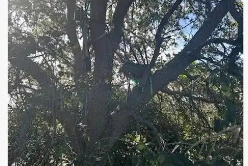 特朗普專機(jī)附近疑發(fā)現(xiàn)狙擊狩獵臺(tái)