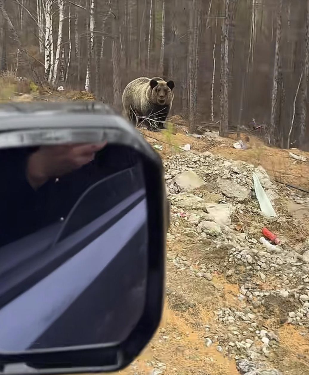男子在大興安嶺遇棕熊 附近垃圾成片