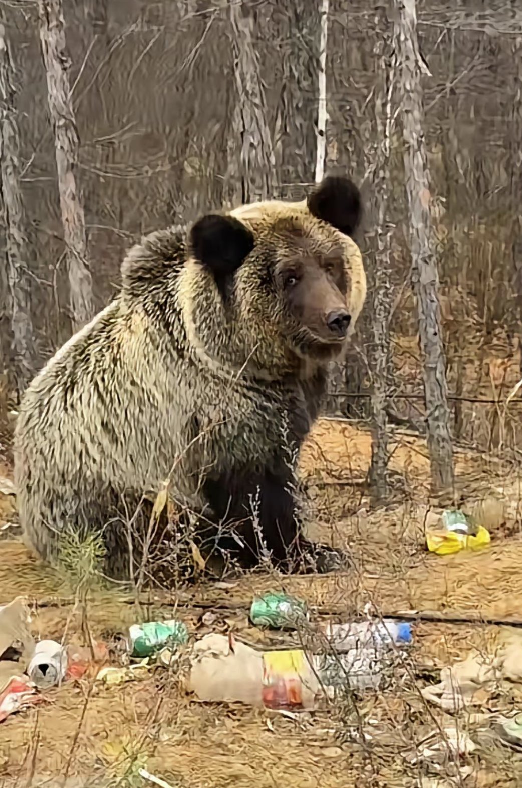男子在大興安嶺遇棕熊 附近垃圾成片