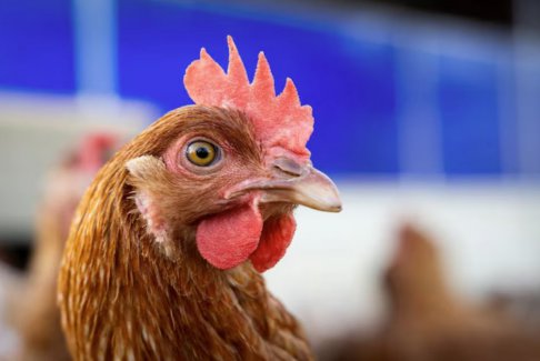 美國(guó)一名患者感染H5N5禽流感病毒