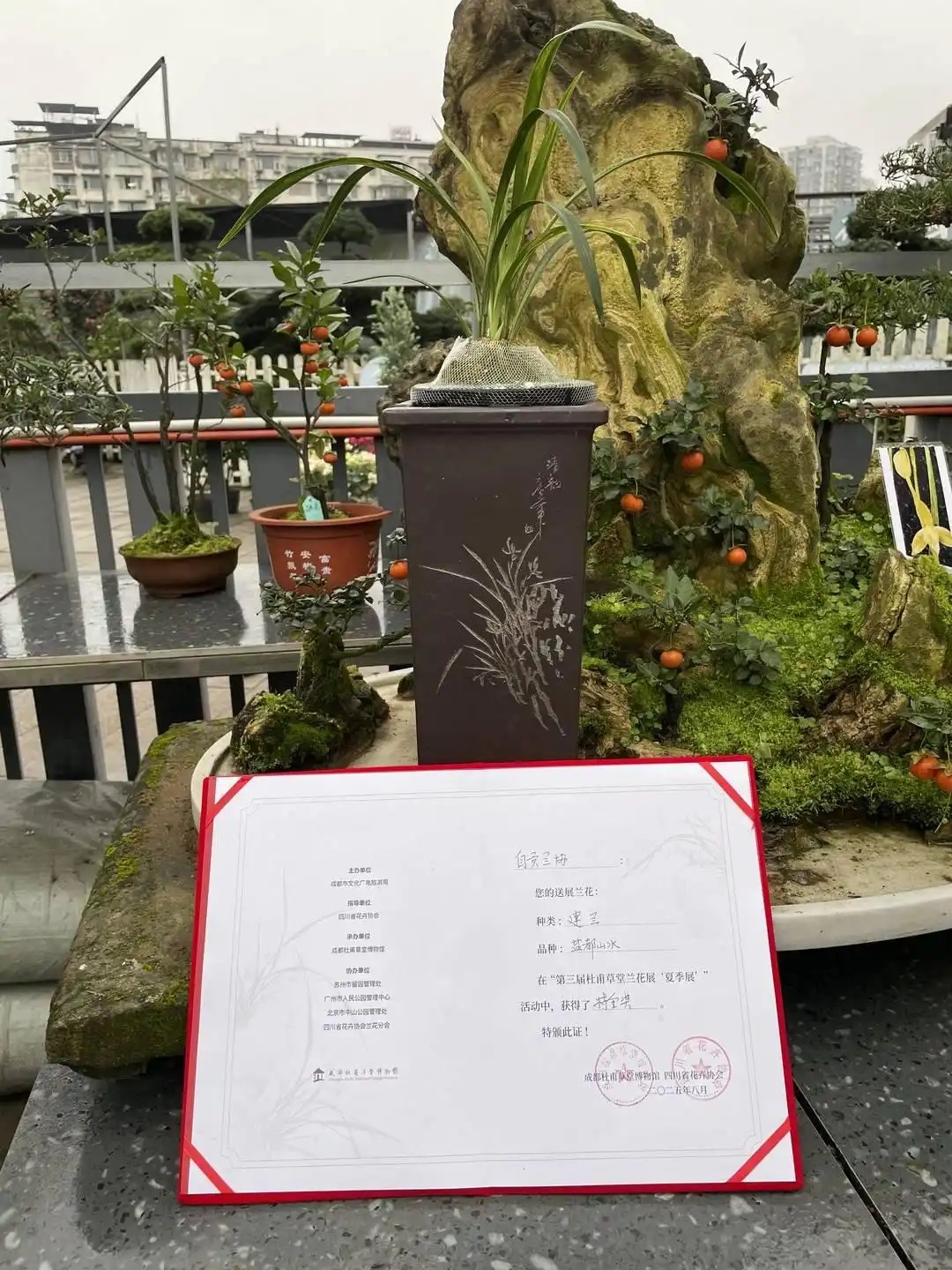 200萬(wàn)一盆 &ldquo;天價(jià)蘭花&rdquo;誰(shuí)在買(mǎi)