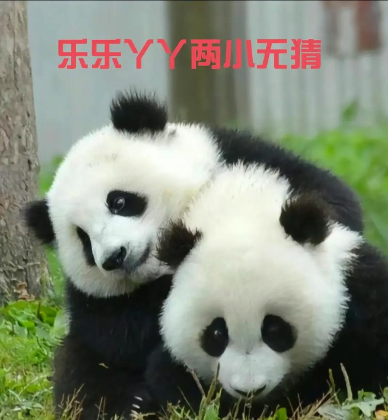 最后2只旅日大熊貓即將回國