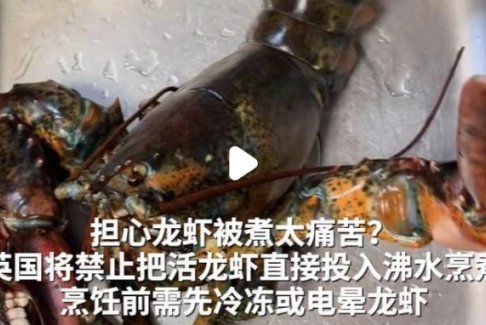 英國(guó)禁止將活龍蝦直接投入沸水烹煮