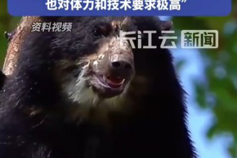 日本“熊尸圍城” 7個(gè)月捕殺9765頭