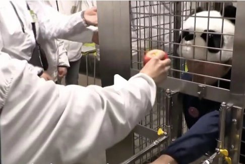 日本動(dòng)物園人扮大熊貓供游客體驗(yàn)