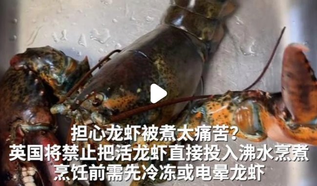 英國禁止將活龍蝦直接投入沸水烹煮