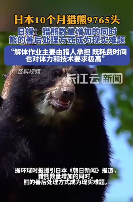 日本&ldquo;熊尸圍城&rdquo; 7個月捕殺9765頭