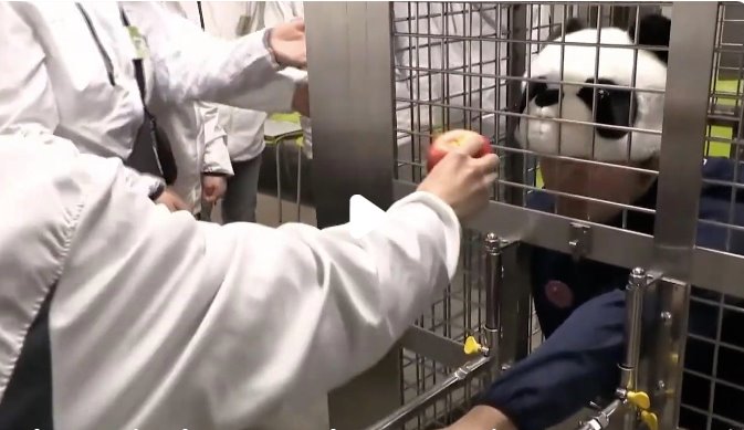 日本動(dòng)物園人扮大熊貓供游客體驗(yàn)